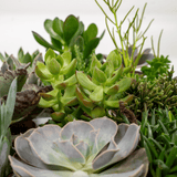 Everspring - Succulenten Mix - 10 cm - Ø8,5 - 9