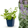 Green boutiQ - Vasteplant - Nepeta faassenii - Kattenkruid - Bijen- en vlinderlokkers - Paars - 1 Plant - Pot 11cm - Hoogte 15-25cm