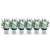 Green boutiQ - Terrasplant - Eucalyptus boom - Eucalyptus gunni- Grijs - 6 Planten - Winterhard - Pot 14cm Hoogte 30cm