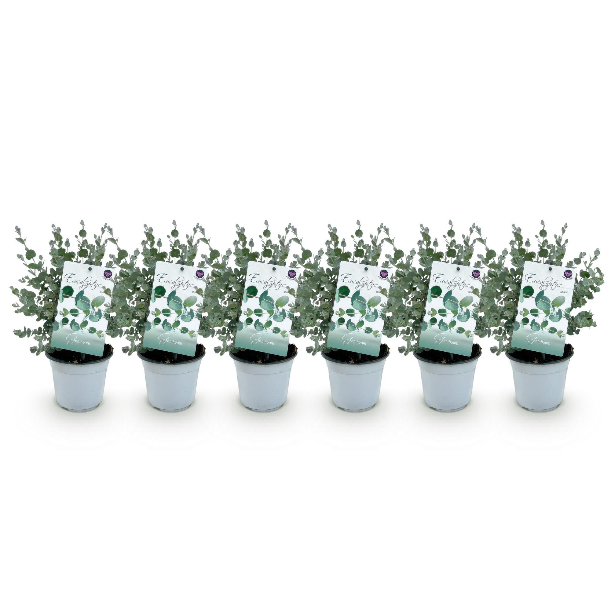 Green boutiQ - Terrasplant - Eucalyptus boom - Eucalyptus gunni- Grijs - 6 Planten - Winterhard - Pot 14cm Hoogte 30cm