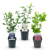 Green boutiQ - Heesters - Hibiscus syriacus Tricolour - Bloem Roze, Wit en Blauw - 3 Planten - Bladverliezend - Weinig Onderhoud - Pot 17cm Hoogte 45cm