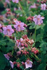 60x Geranium macr. 'Ingwersen's Var.' - ↕10-25cm - Ø9cm