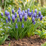 100x Muscari Latifolium - Breedbladig blauw druifje - Blauw - Verwilderingsbol - Bolmaat 5/6