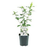 Green boutiQ - Heesters - Hibiscus syriacus Red Heart- Bloem Wit Met Rood Hart - 1 Plant - Bladverliezend - Weinig Onderhoud - Pot 17cm Hoogte 45cm