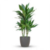 DracaenaJanet Lindt met Potter grijs - 95cm - Ø21