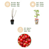 Green boutiQ - Fruitplanten - Rode Bes - Ribes rubrum Jonkheer van Tets- Winterhard - 6 Planten - Pot 9 cm - Rode Bes