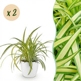 Green boutiQ - Kamerplant - Chlorophytum comosum Variegatum - Bonte Graslelie - Huisdiervriendelijke Plant - Groen - 2 Planten - met Potter Wit - Pot 12cm - Hoogte 20cm