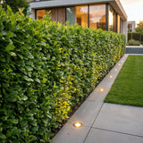Green boutiQ - 8x Prunus laur. Novita - Laurierkers - Haagplanten - Groenblijvend - Groen - Pot 9cm - Hoogte 25-35cm