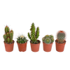 Cactus mix 5.5 cm - 5x - zonder pot