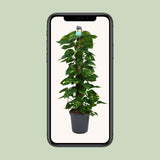 Scindapsus (Epipremnum) - Ø24cm - ↕120cm