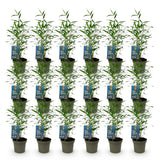 Green boutiQ - Bamboe - Fargesia Blue Dragon - Bladhoudend - Niet Woekerend - Groen - 18 Planten - Pot 14cm - Hoogte 35cm