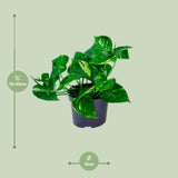 Epipremnum Aureum- Ø12cm - ↕20cm