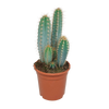 Pilosocereus azureus - - - 17cm