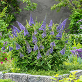 Green boutiQ - Tuinplant - Buddleja davidii Butterfly Candy Little Lila - Vlinderstruik - Compact - Lila - 3 Planten - Pot 12cm - Hoogte 20-25cm