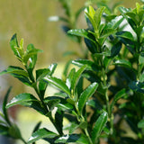 Green boutiQ - 8x Euonymus japonica Green Spire - Kardinaalsmuts - Haagplanten - Groenblijvend - Groen - Pot 9cm - Hoogte 20-25cm