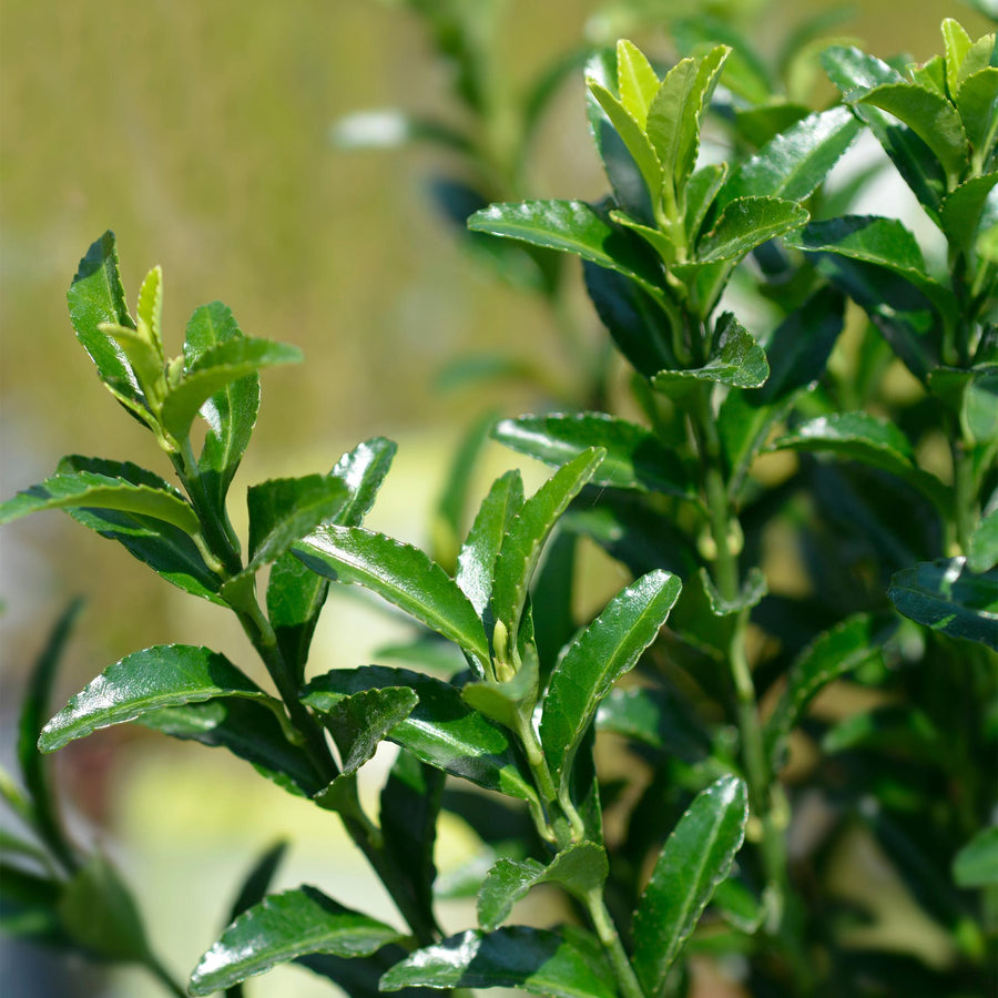 Euonymus japonica Green Spire — Kardinaalsmutshaag, 8 stuks, 20-25 cm