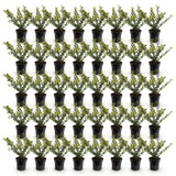 Green boutiQ - 40x Ilex crenata Covenxa - Japanse Hulst - Haagplanten - Groenblijvend - Groen - Pot 9cm - Hoogte 20-30cm