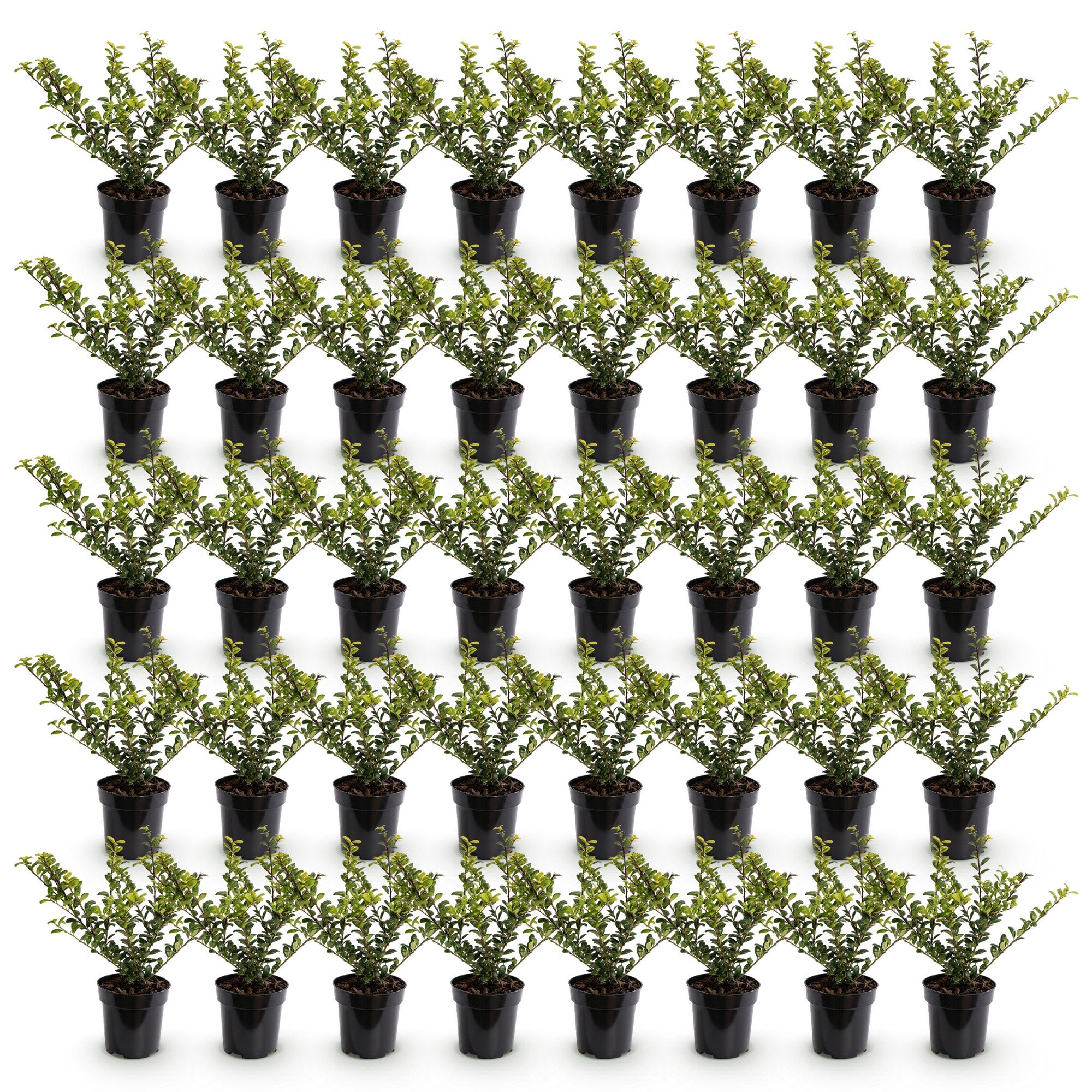 Green boutiQ - 40x Ilex crenata Covenxa - Japanse Hulst - Haagplanten - Groenblijvend - Groen - Pot 9cm - Hoogte 20-30cm