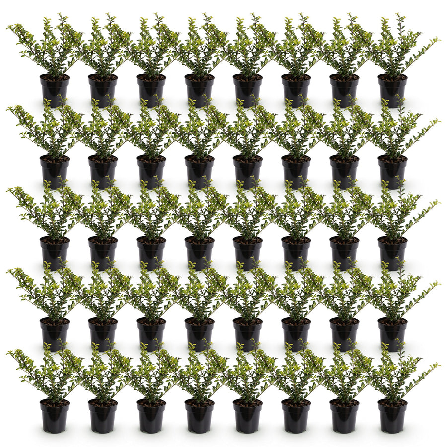 Ilex crenata Covenxa — Hulsthaag, 40 stuks, 20-30 cm