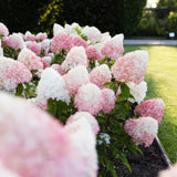 Green boutiQ - Tuinplant - Hydrangea panniculata Living Pink & Rose - Pluimhortensia - Winterhard - Roze - 3 Planten - Pot 12cm - Hoogte Hoogte 20-30cm
