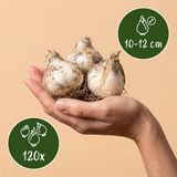 Sieruibollen Christophii — sterrenlook, 120 stuks (maat 10/12)