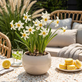 Green boutiQ - Bloembollen - Narcis Recurvus - Kleur Wit - 10 stuks - Bolmaat 12/14 - XXL Pack