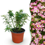 Green boutiQ - Tuin Roos - Rosa Cutie Pie - Roos - Winterhard - Roze - 1 Plant - Pot 12cm - Hoogte Hoogte 20-25cm