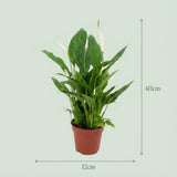 Spathiphyllum Lepelplant - 2 Stuks - Ø 12 cm - Hoogte: 35 - 40 cm