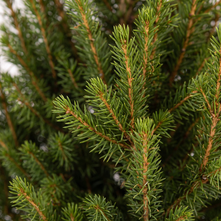 Set van 4 – Pot Ø17 cm · 65 cm hoog · Kegelspar kerstboom · met zinken pot (foto 4)