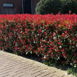 Green boutiQ - Haagplanten - Photinia fraseri Carre Rouge - groen rood- 6 planten - 1 strekkende meter - groenblijvend - pot 17cm hoogte 55cm