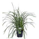 Carex morrowii 'Ice Dance' - Ø14cm - ↕30cm