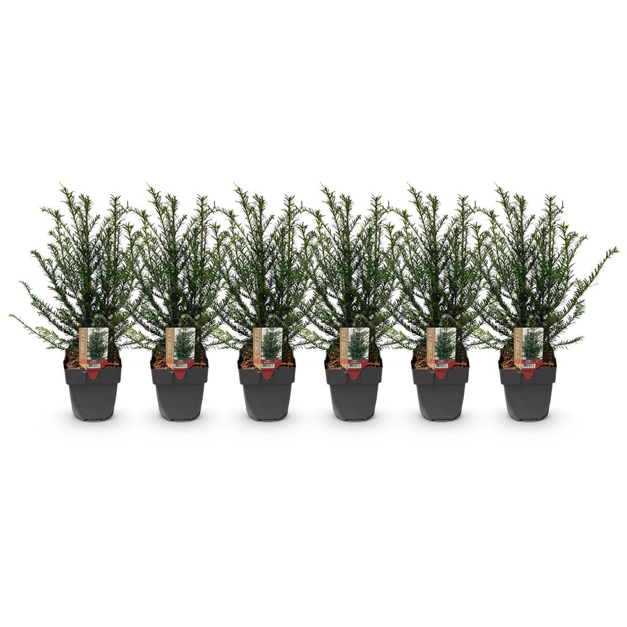 Taxus (Taxus baccata) – 6 planten · 60 cm bij levering · voor 1 strekkende meter (foto 2)
