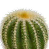 Cactus mix 8.5 cm - 3x - in witte pot