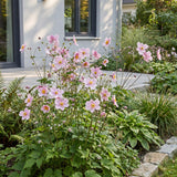 Green boutiQ - Vasteplant - Anemone hybr. Kön. Charlotte - Herfst Anemoon - Schaduw - Roze - 1 Plant - Pot 11cm - Hoogte 15-25cm