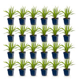 Green boutiQ - Vasteplant - Liatris spicata - Lampenkruid - Bijen- en vlinderlokkers - Paars - 24 Planten - Pot 11cm - Hoogte 15-25cm