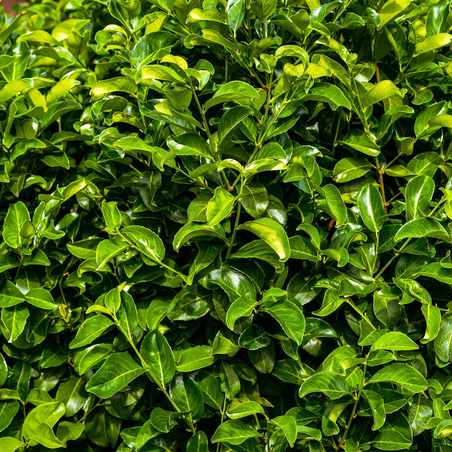 Prunus laurocerasus Rotundifolia — Laurierkershaag, 6 planten (1 strekkende meter), 50 cm