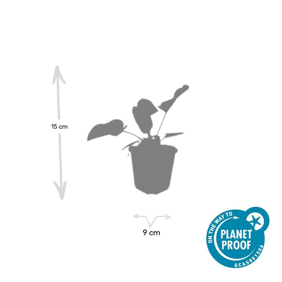 Phlomis russeliana – 60 planten · pot Ø9 cm · 10-25 cm hoog (foto 4)