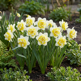 80x Narcissus Ice King - Dubbele narcis - Wit en Geel - Voorjaarsbloeier - Bolmaat 12/14