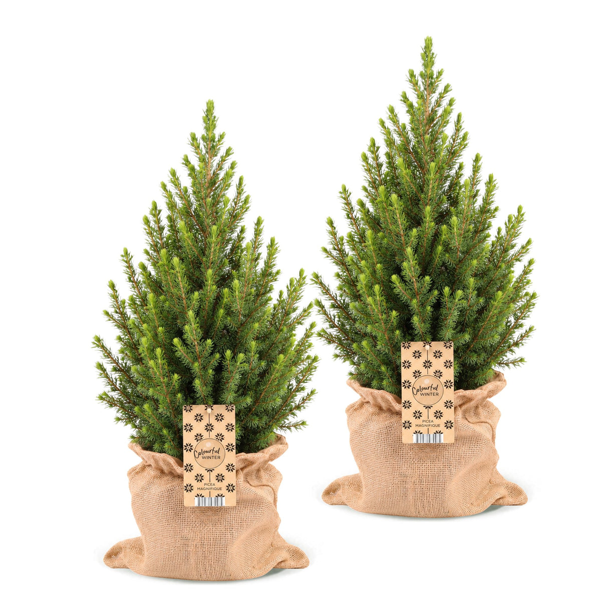 Set van 2 — Kegelspar kerstboom — Ø19 cm, 65 cm hoog — met jute zak