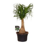 Beaucarnea Nolina - Ø19 ↕60