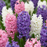 40x Hyacinthus Pastel mix - Pastel mix hyacint - Pastel - Voorjaarsbloeier - Bolmaat 14/15