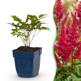 Green boutiQ - Vasteplant - Astilbe (A) Fanal - Pluimspirea - Schaduw - Rood - 3 Planten - Pot 11cm - Hoogte 15-25cm