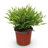 Green boutiQ - Kamerplant - Bamusa Pogonatherum Monica - Bamboegras - Huisdiervriendelijke Plant - Groen - 1 Plant - Pot 12cm - Hoogte 20cm