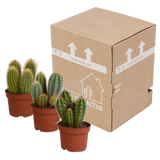Cereus mix 10,5cm - 3x - zonder pot