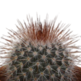 Cactus mix 5.5 cm - 5x - in terracotta pot