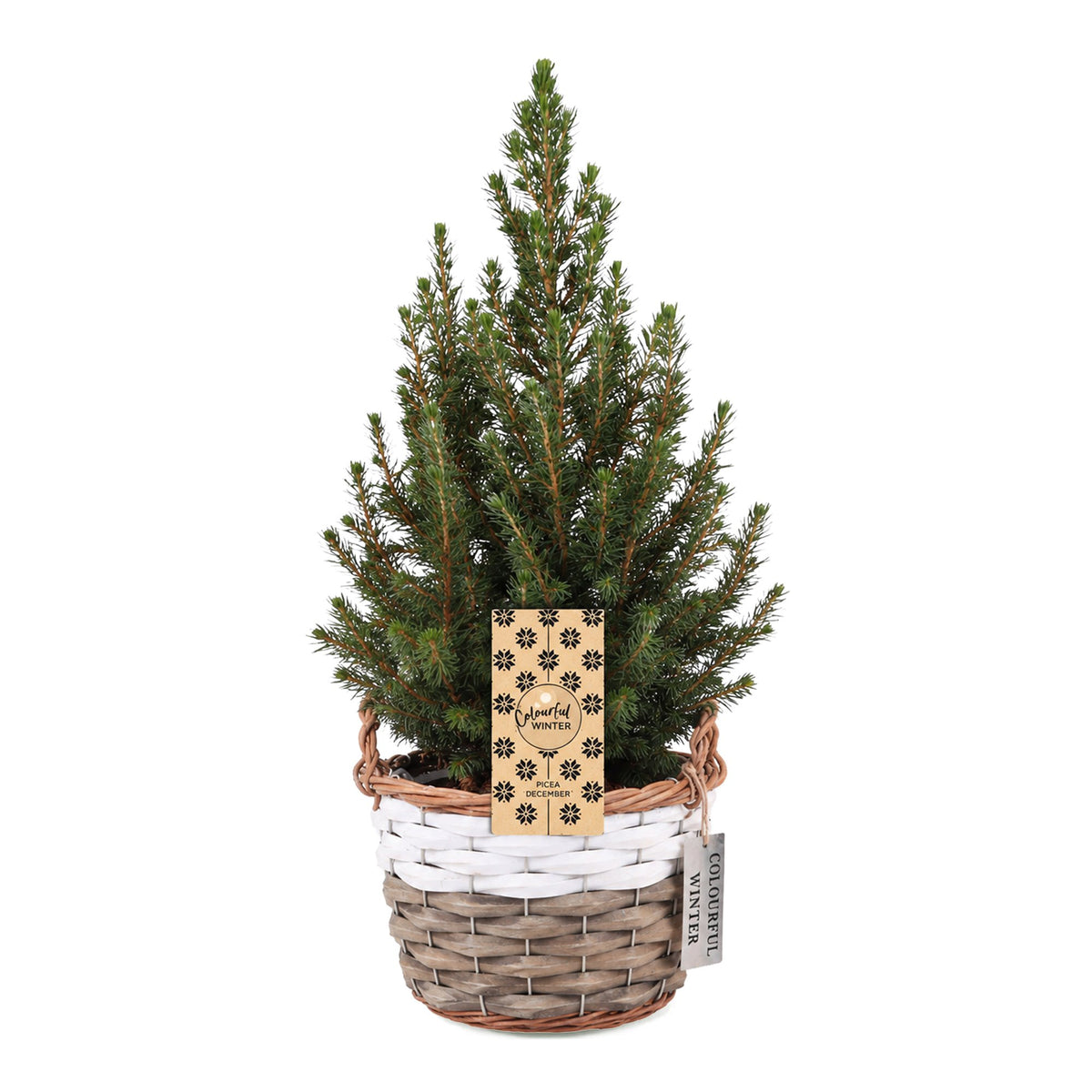 Kegelspar kerstboom — Ø17 cm, 65 cm hoog — met mand