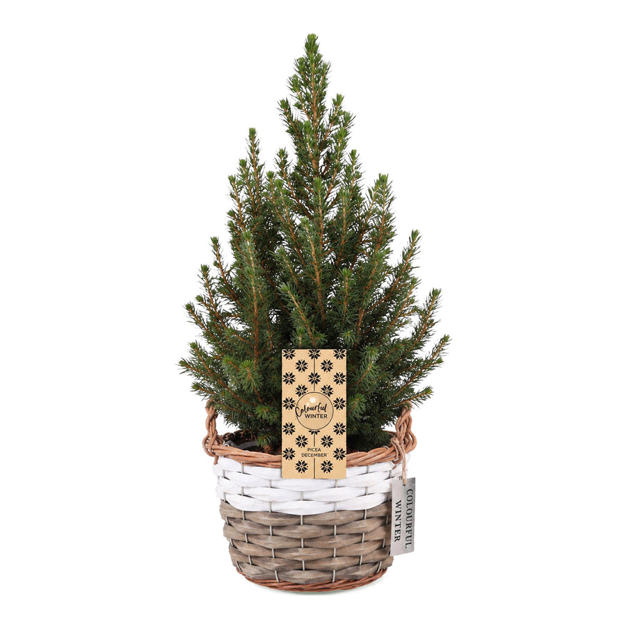 Kegelspar kerstboom – Pot Ø17 cm · 65 cm hoog · met mand (foto 2)