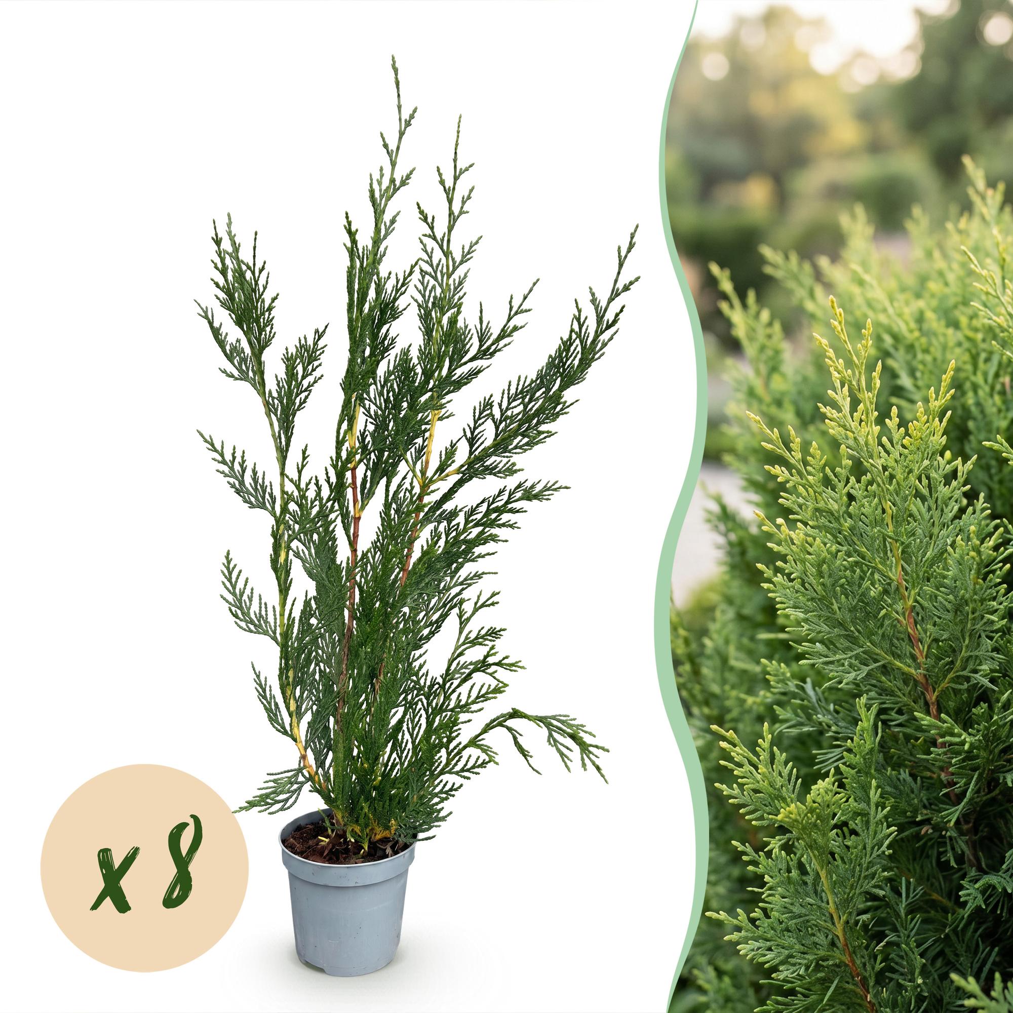 Green boutiQ - 8x Cupressocyparis leylandii 2011 - Leylandii - Haagplanten - Groenblijvend - Groen - Pot 9cm - Hoogte 30-40cm