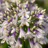 Agapanthus 'Fireworks'23cm