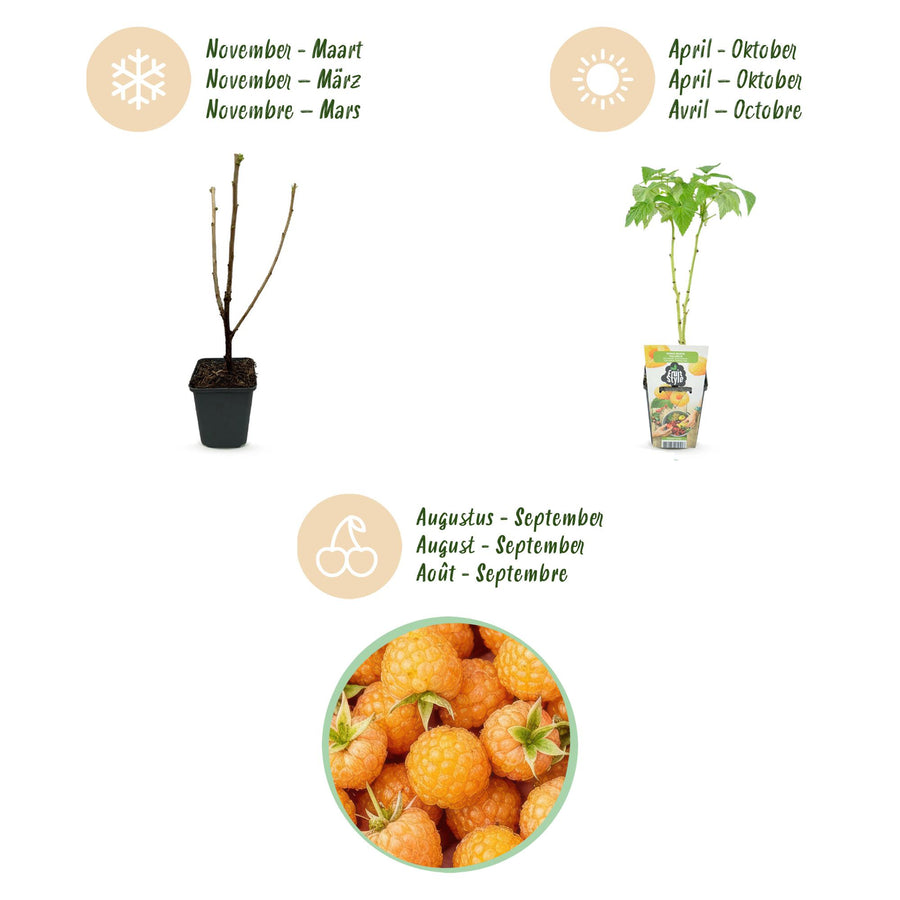 Rubus idaeus Fallgold – 6 planten (foto 12)